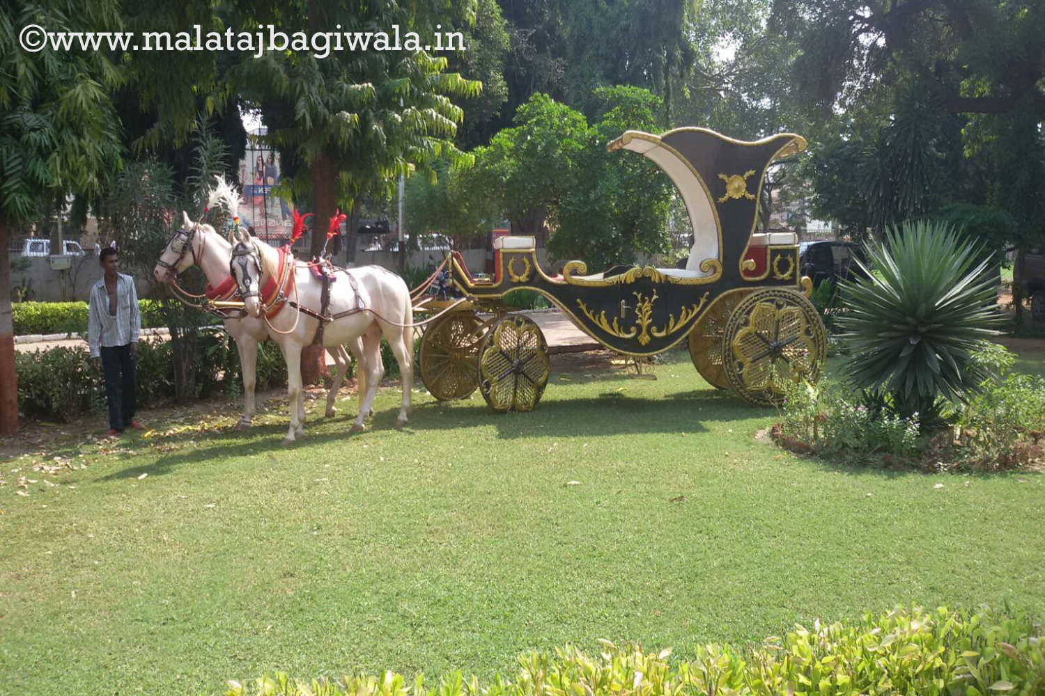 Patiala Green Bagi horse bagi photo 3 - Anand Gujarat