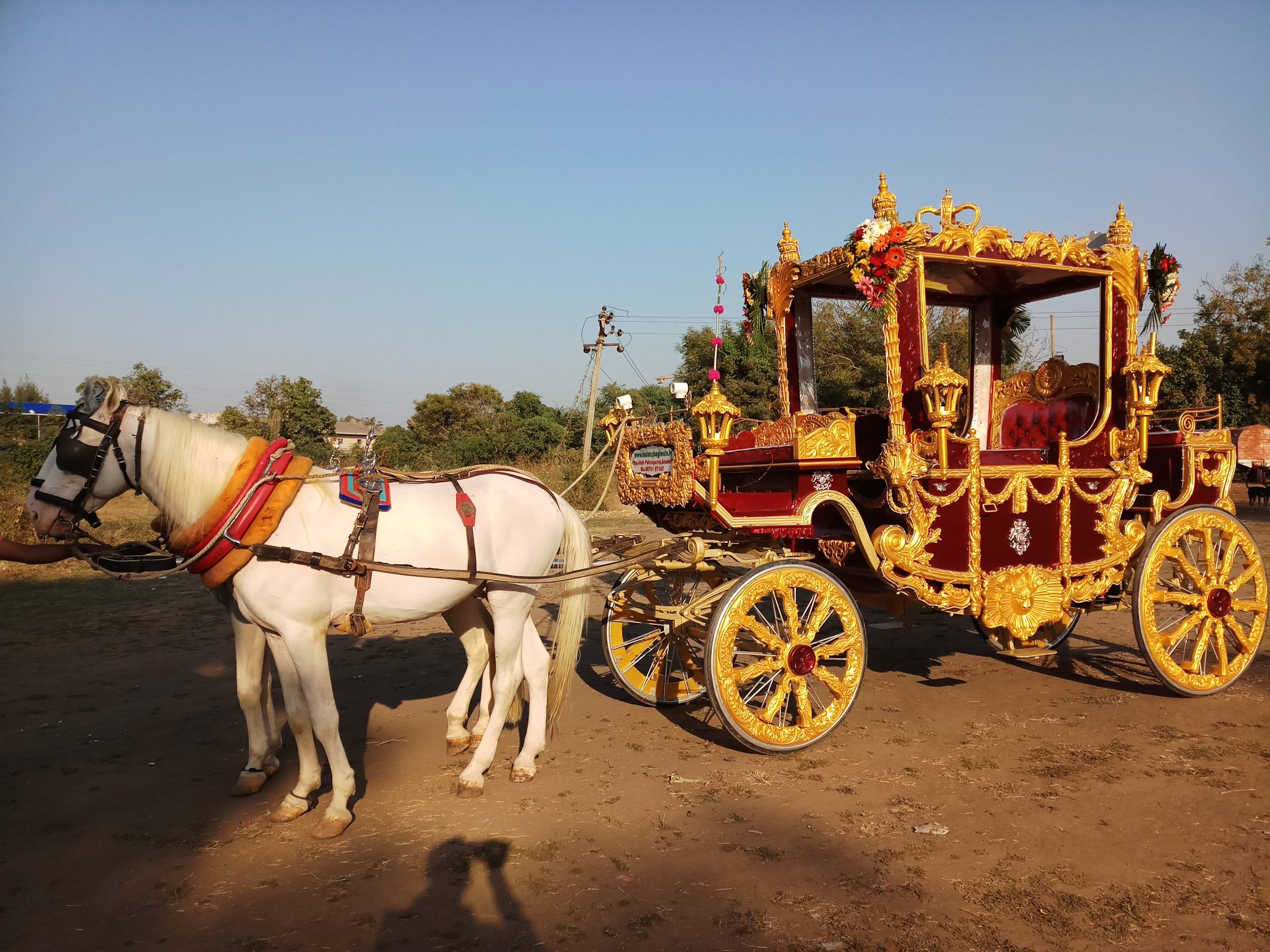 Royal Maharaja Bagi horse bagi photo 3 - Anand Gujarat