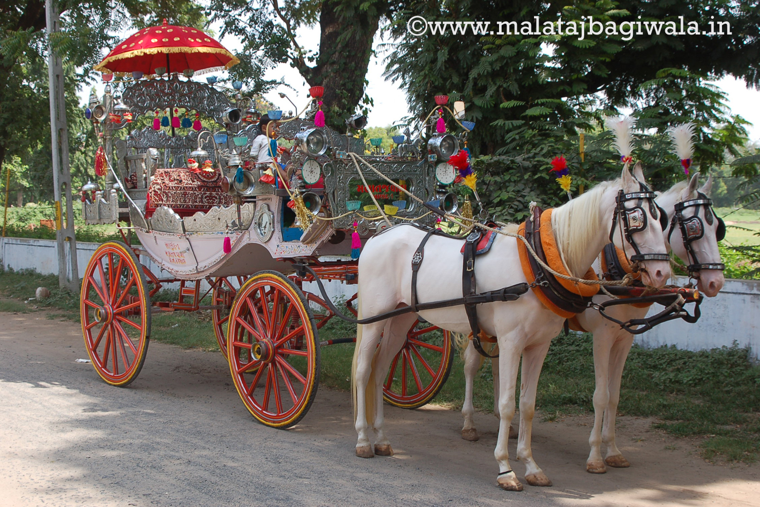 Silver Bagi horse bagi photo 2 - Anand Gujarat