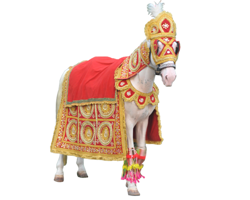 Malataj Bagiwala wedding horse bagi in Anand Gujarat
